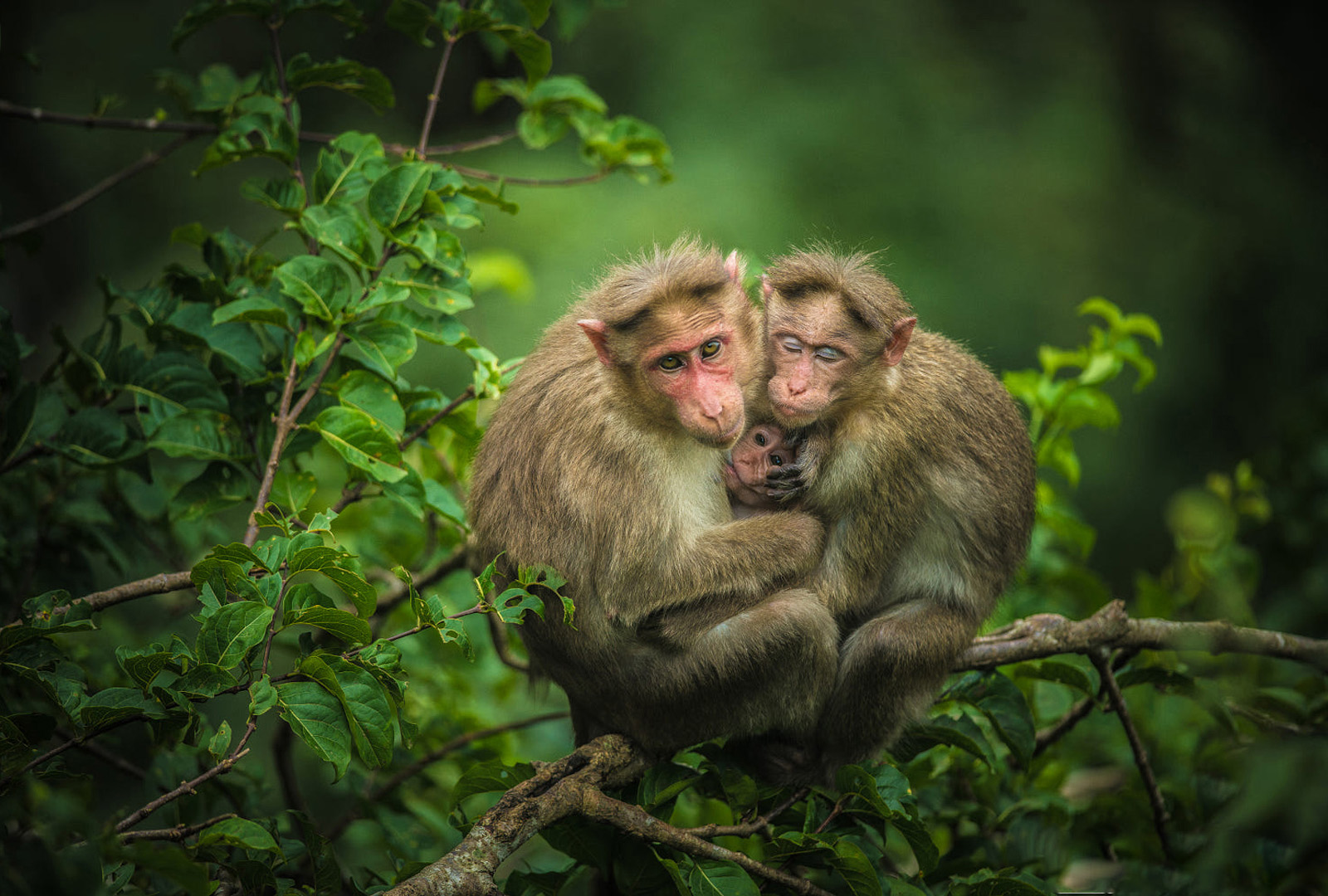 Tổng hợp nhiều hơn 112 hình nền điện thoại con khỉ mới nhất - Tin học Đông  Hòa
