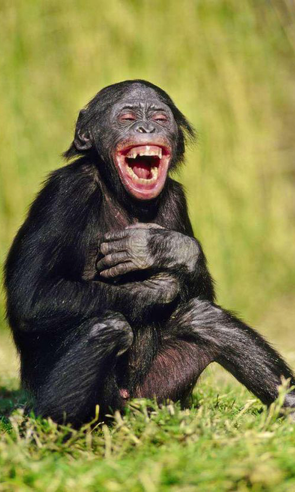 Có lẽ không có loài động vật nào đáng yêu bằng khỉ! Xem những bức ảnh khỉ đáng yêu này và chìm đắm vào thế giới dễ thương của chúng nhé!