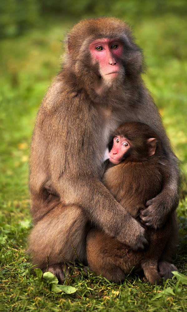 Tổng hợp hình ảnh con khỉ đẹp đáng yêu hợp phong thủy