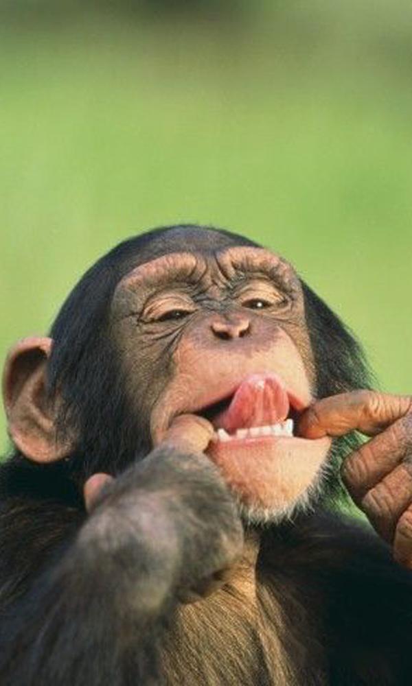 Ai lại không mê con khỉ đáng yêu như thế này? Những khoảnh khắc vô cùng dễ thương trong cuộc sống của những chú khỉ sẽ làm cho bạn mê mẩn và mong muốn được sở hữu một chú khỉ nhỏ của riêng mình.