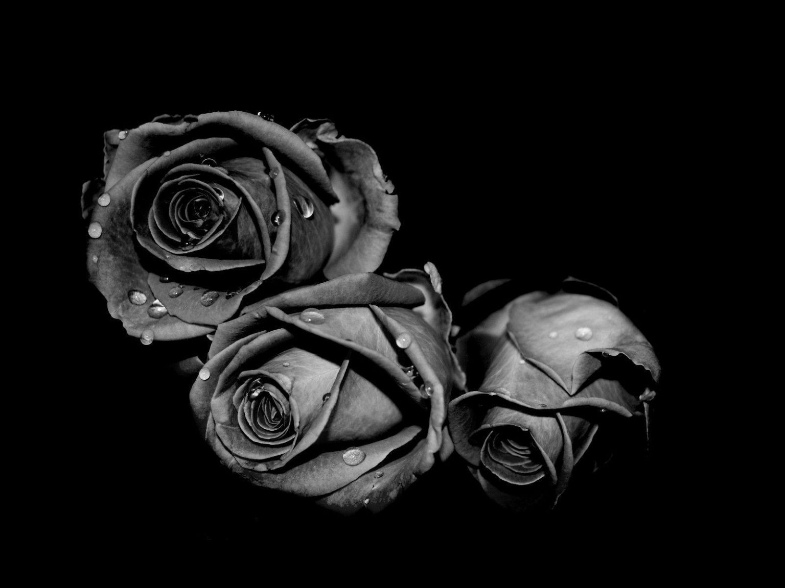 Cho mình ảnh hoa hồng đen hoặc cô gái và hoa hồng đen cũng được nha    askfmhttpsaskfmanhthucandep