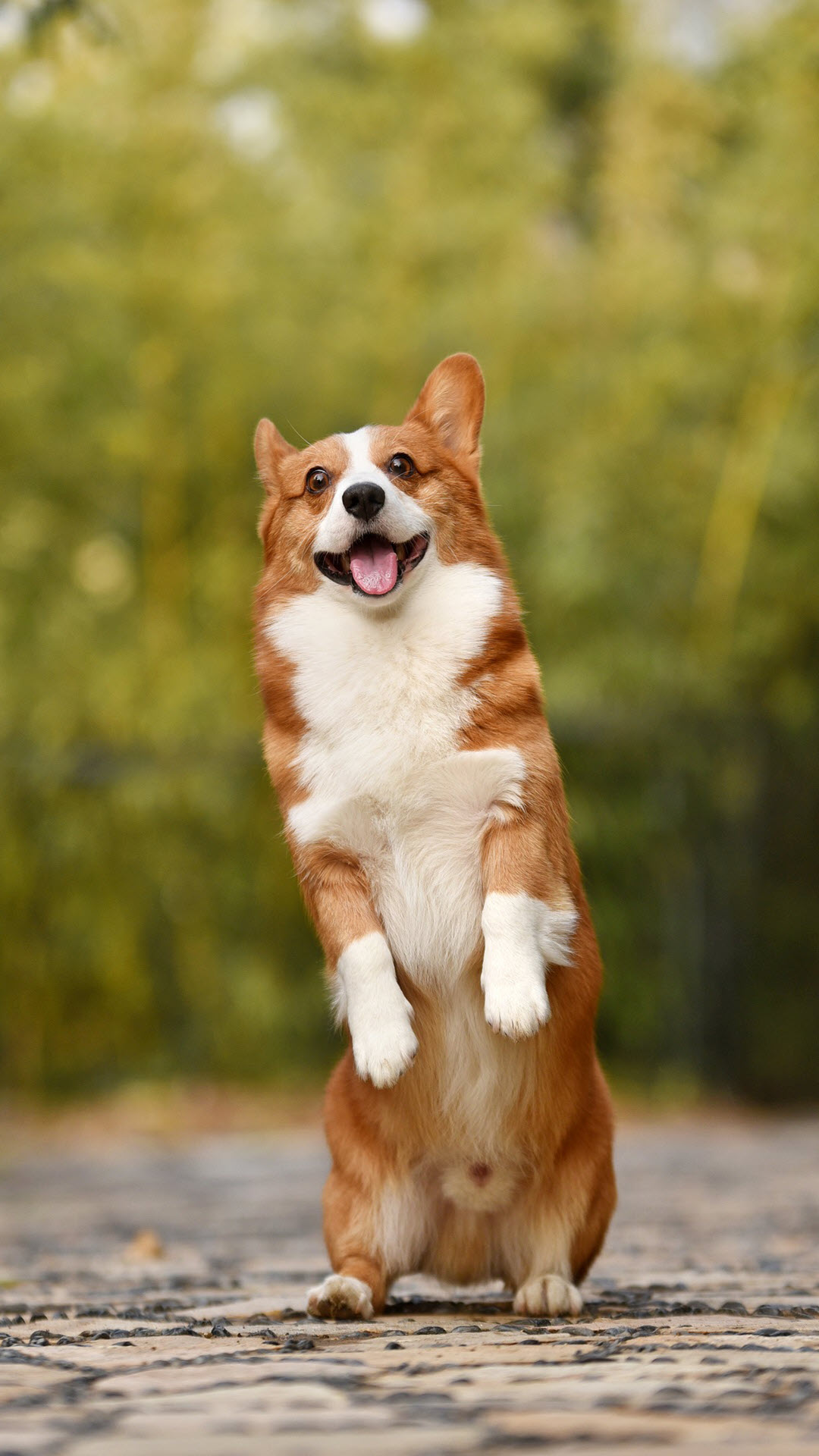 Cập nhật hơn 105 hình nền chó cute hay nhất  Tin Học Vui
