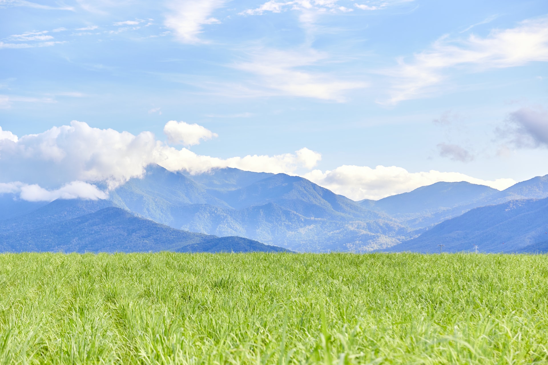 Hình ảnh cánh đồng cỏ xanh bát ngát  PNG