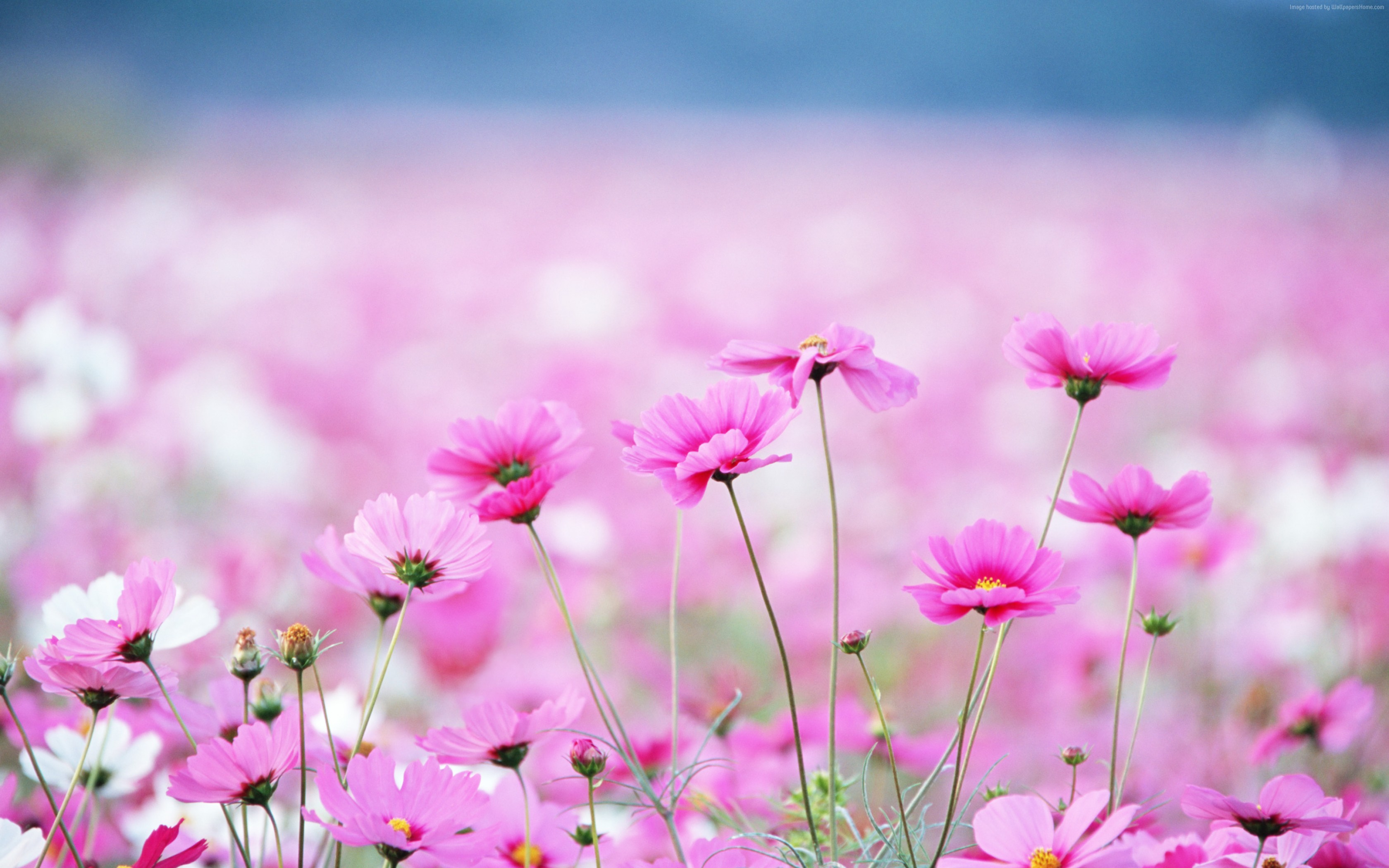 Hình ảnh các  Hình ảnh các loài hoa đẹp nhất thế giới