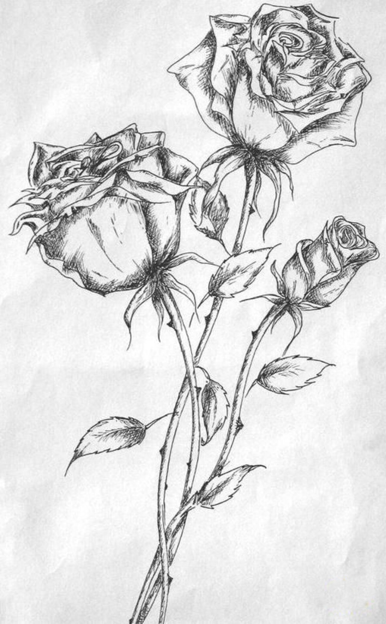 Mách bạn nhiều hơn 99 hình vẽ hoa hồng bằng bút chì đẹp hay nhất  Tin Học  Vui