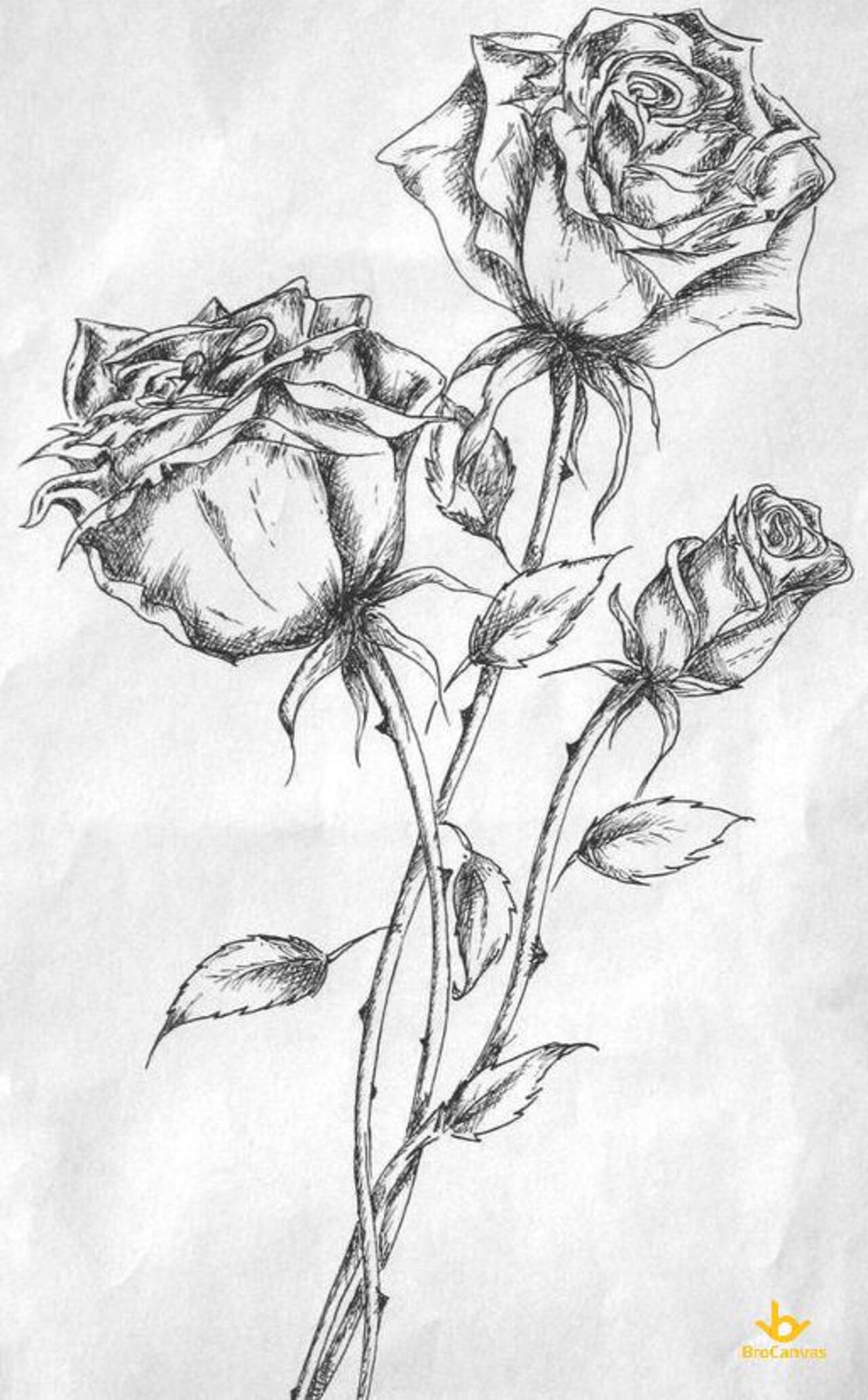 Mẫu vẽ hoa hồng bằng bút chì  rose pencil  Bút chì Clip art Hình vẽ