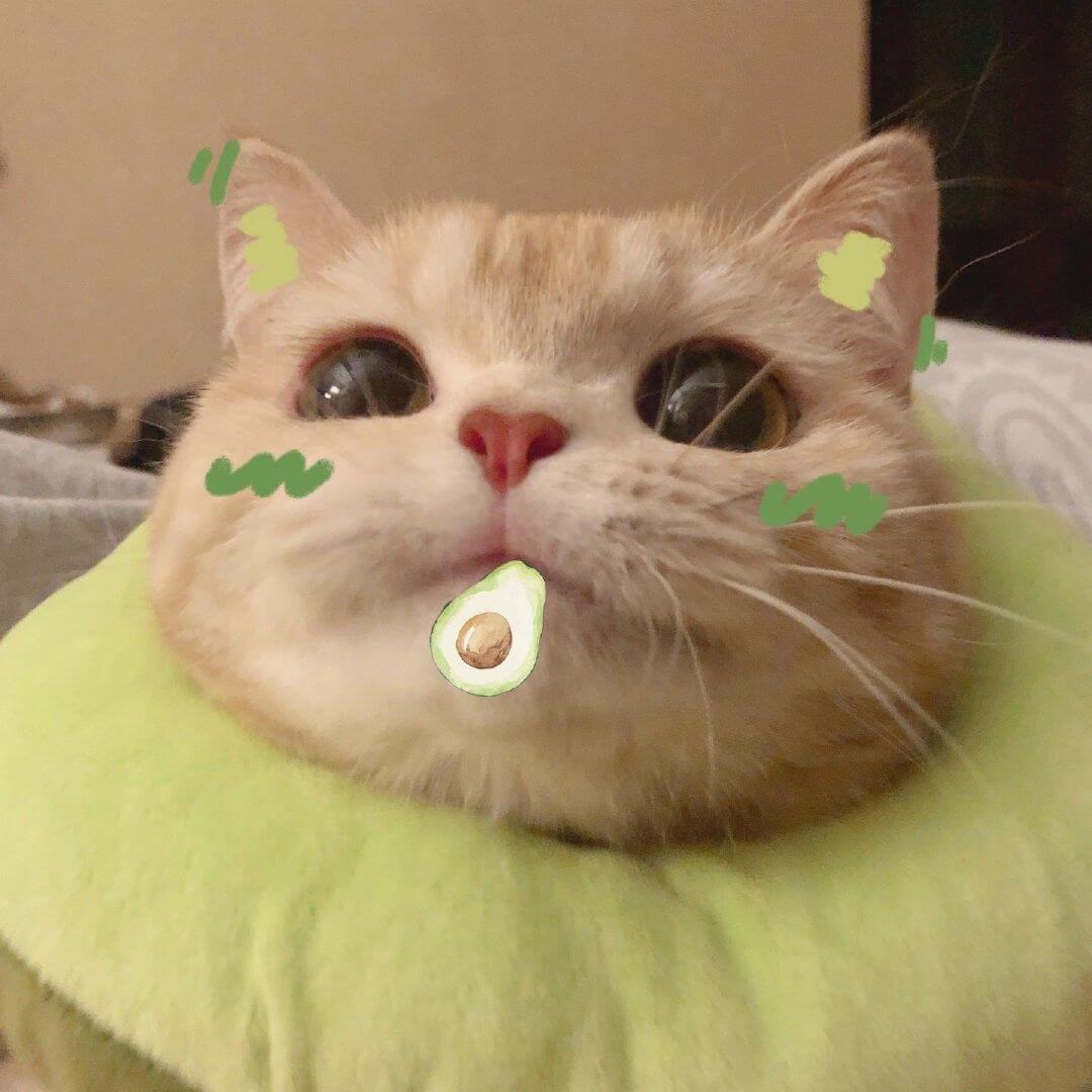 101+ Hình ảnh Meme Mèo Cute, Hài Hước, Bựa vịn Đạo Hạt Gạo