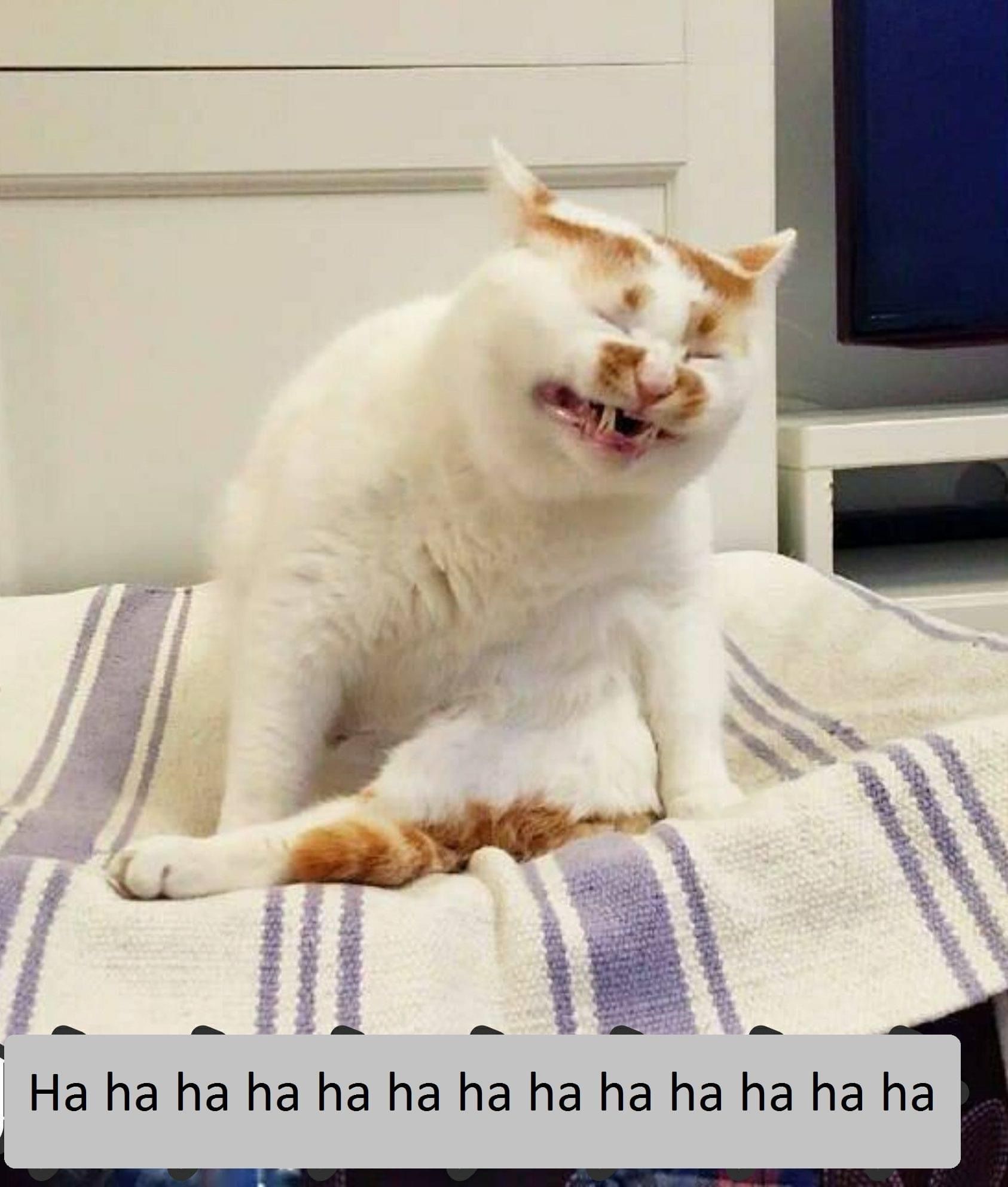 Meme Mèo: Cười vỡ bụng với những mẫu meme mèo siêu hài hước và đáng yêu trong ảnh, sẽ khiến bạn thay đổi cảm xúc sau những giờ làm việc căng thẳng.