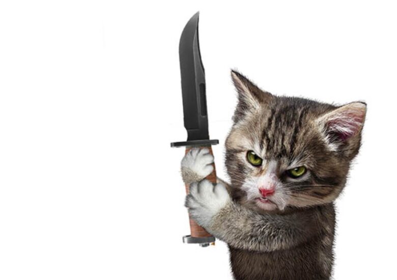 ảnh mèo cầm dao tức giận
