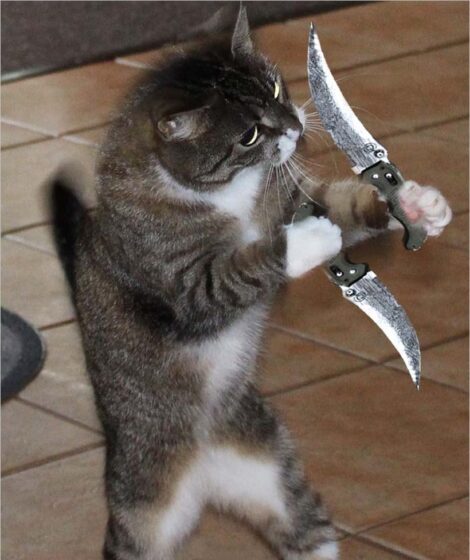 ảnh mèo cầm dao tức giận, mặt cực chiến