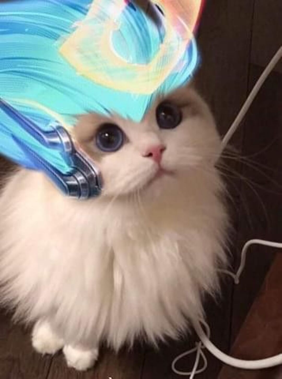 Hình Ảnh Mèo FF Siêu Ngầu Cute Làm Meme Cực Kỳ Chất  PHÒNG GD  ĐT HUYỆN  CON CUÔNG
