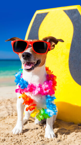 schöne Hintergrundbilder für Android-Handys süßer Strandhund