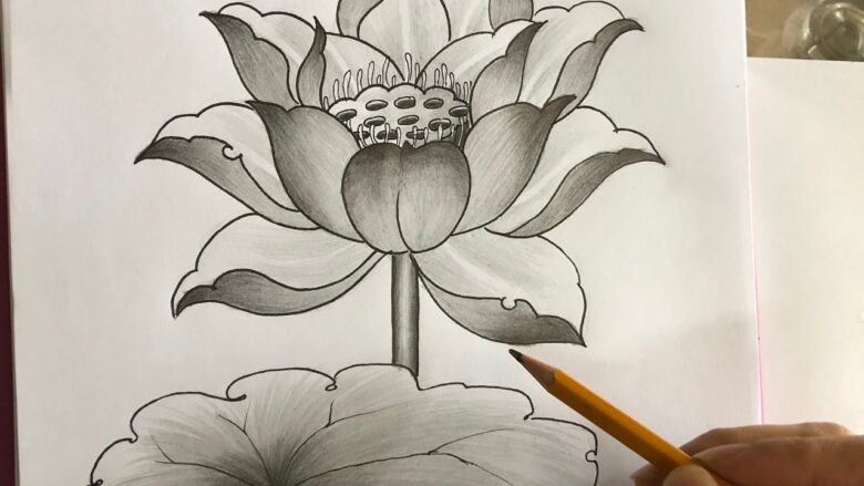 cách vẽ hoa sen bằng chì ấn tượng