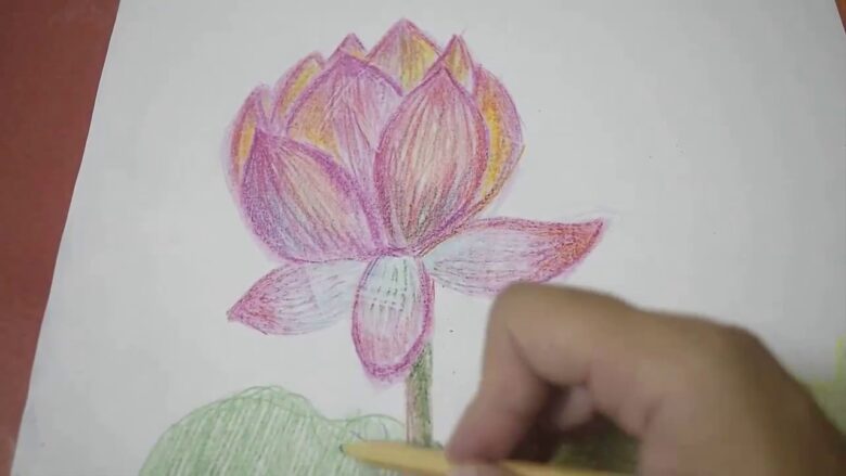 cách vẽ hoa sen bằng chì màu cho các bé