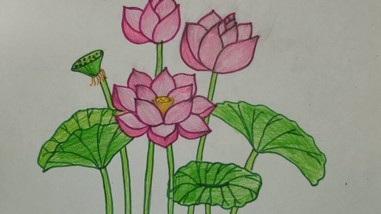 cách vẽ hoa sen bằng chì màu đơn giản mà đẹp