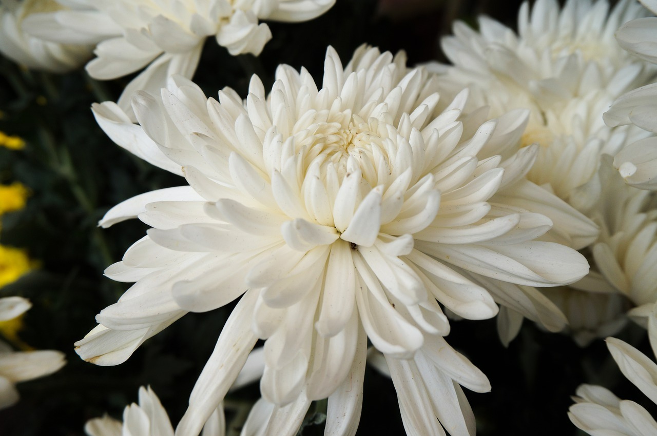 Tổng hợp hình ảnh hoa cúc trắng buồn nền đen đẹp nhất