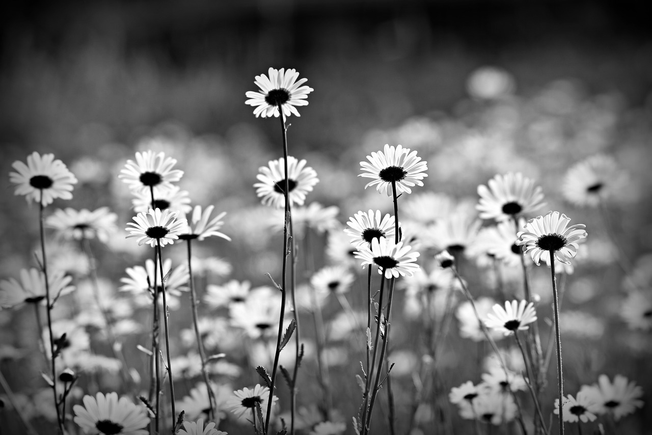 Chia sẻ hơn 82 hình ảnh hoa cúc dại buồn hay nhất  trieuson5