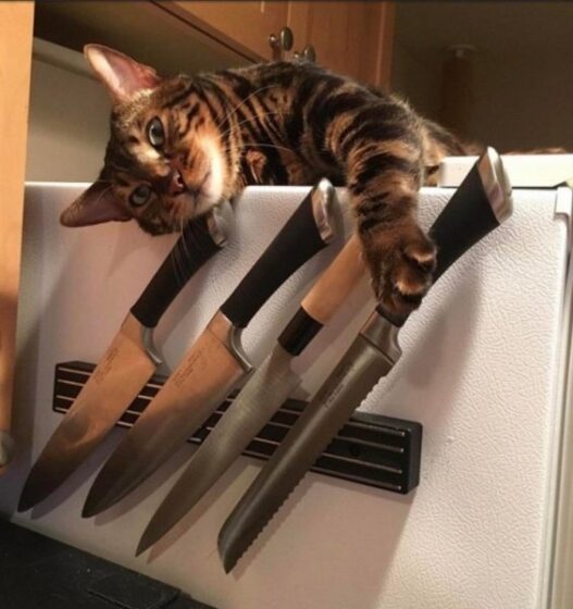 Hình ảnh mèo cầm dao bếp bựa, hài nhất