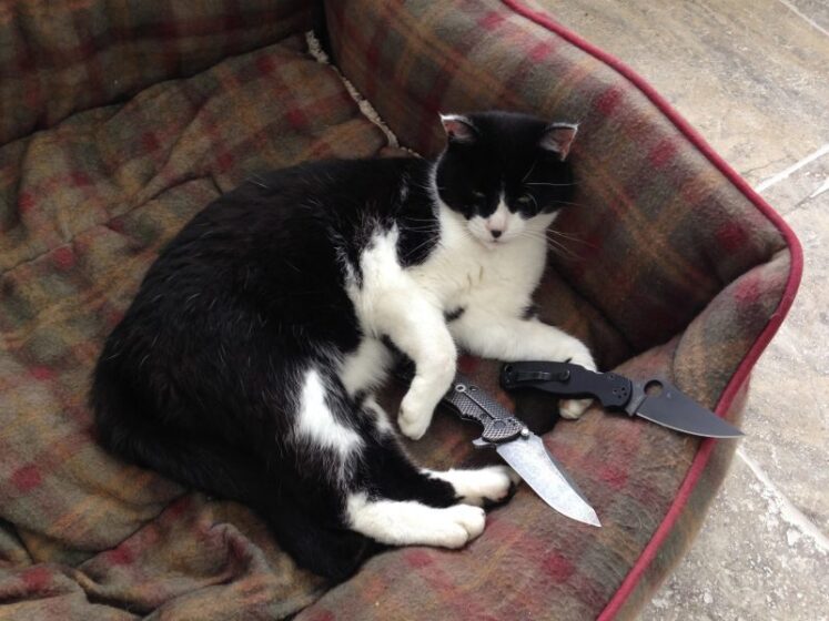 Hình ảnh mèo cầm dao bựa hài