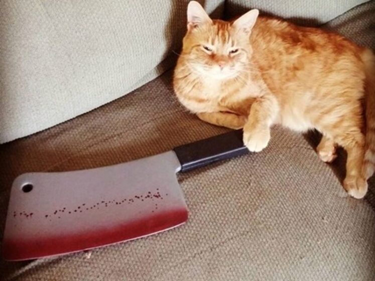 Hình ảnh mèo cầm dao bựa, hài với khuôn mặt nguy hiểm