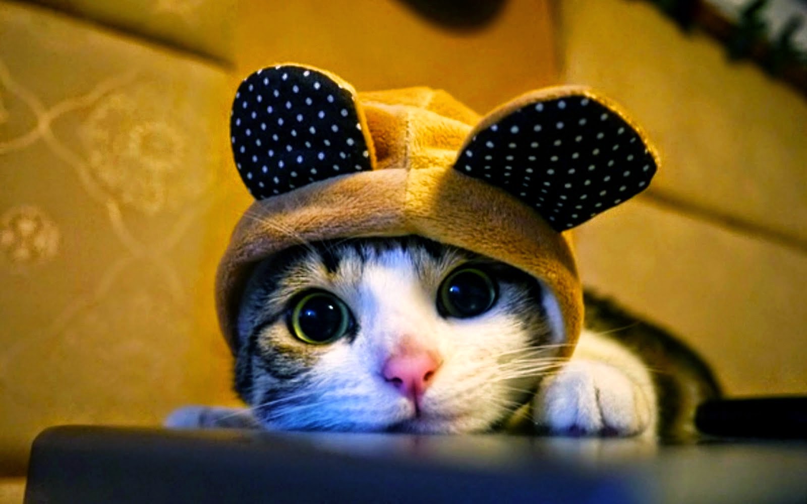 Top 50 hình nền mèo con dễ thương và đáng yêu nhất  TRẦN HƯNG ĐẠO