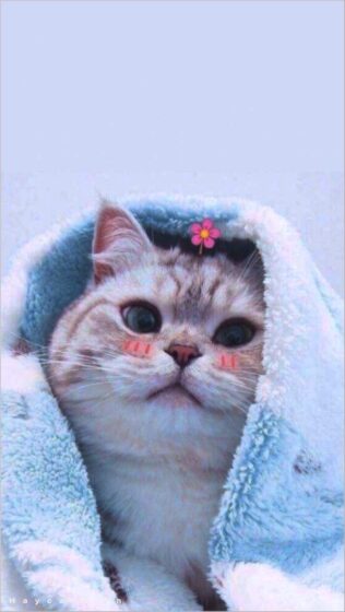 199+ Meme ảnh mèo cute trái tim, ngầu, dễ thương, ngộ nghĩnh, đen đẹp