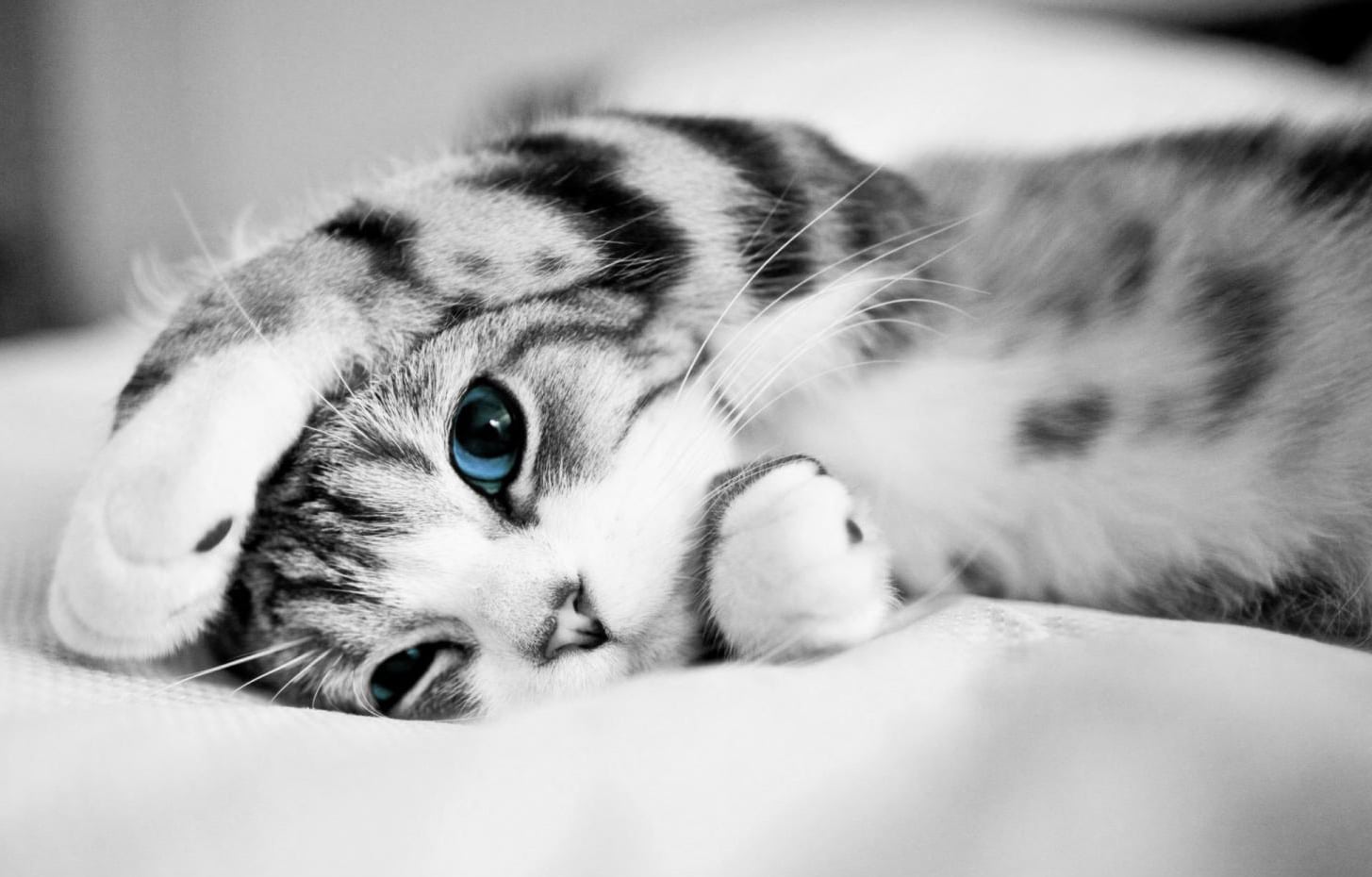 444 Hình Ảnh Mèo Cute, Đẹp, Đáng Yêu Làm Tim Liêu Xiêu