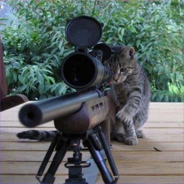 Tổng hợp Avarta mèo cute hình mèo cầm súng FF siêu dễ thương
