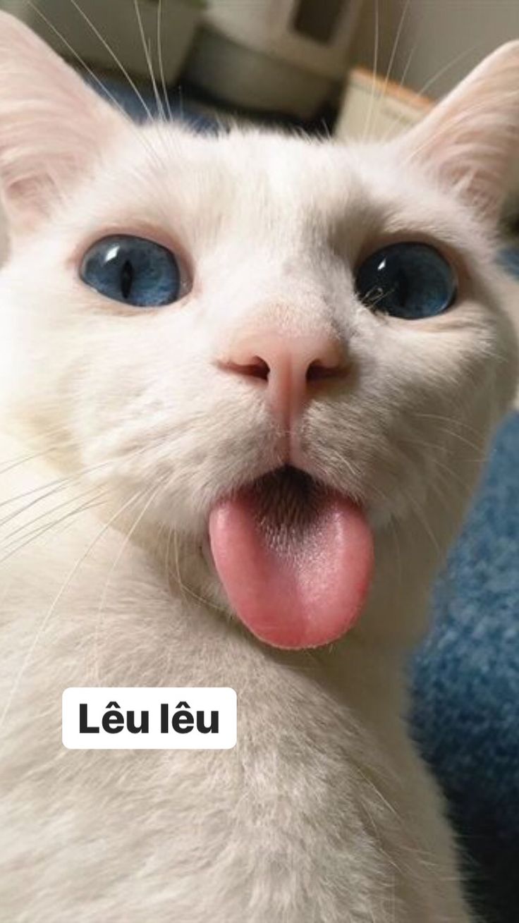 101+ Ảnh Meme Mèo Cute, Hài Hước, Bựa Bá Đạo Hạt Gạo
