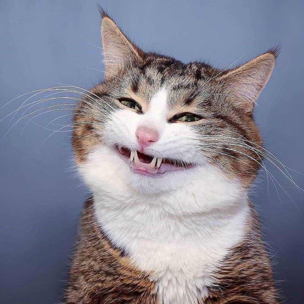 Nếu bạn là một fan của các loài mèo và yêu thích những đoạn meme hài hước, thì hãy đến ngay xem các bức ảnh meme mèo cute tràn ngập sự đáng yêu.