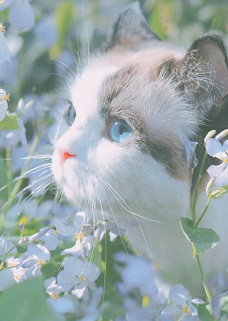 444 Hình Ảnh Mèo Cute, Đẹp, Đáng Yêu Làm Tim LIÊU XIÊU