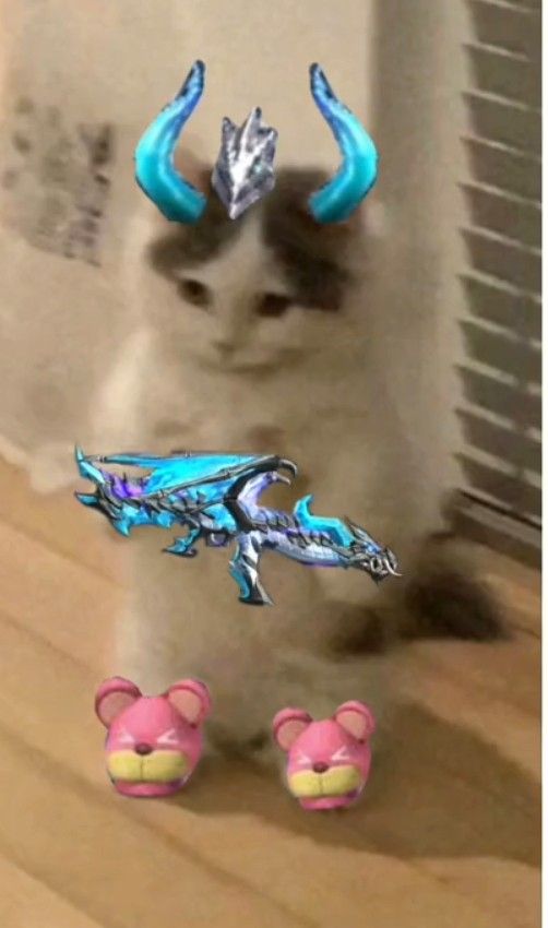 hình ảnh mèo cầm AK rồng xanhTìm kiếm TikTok