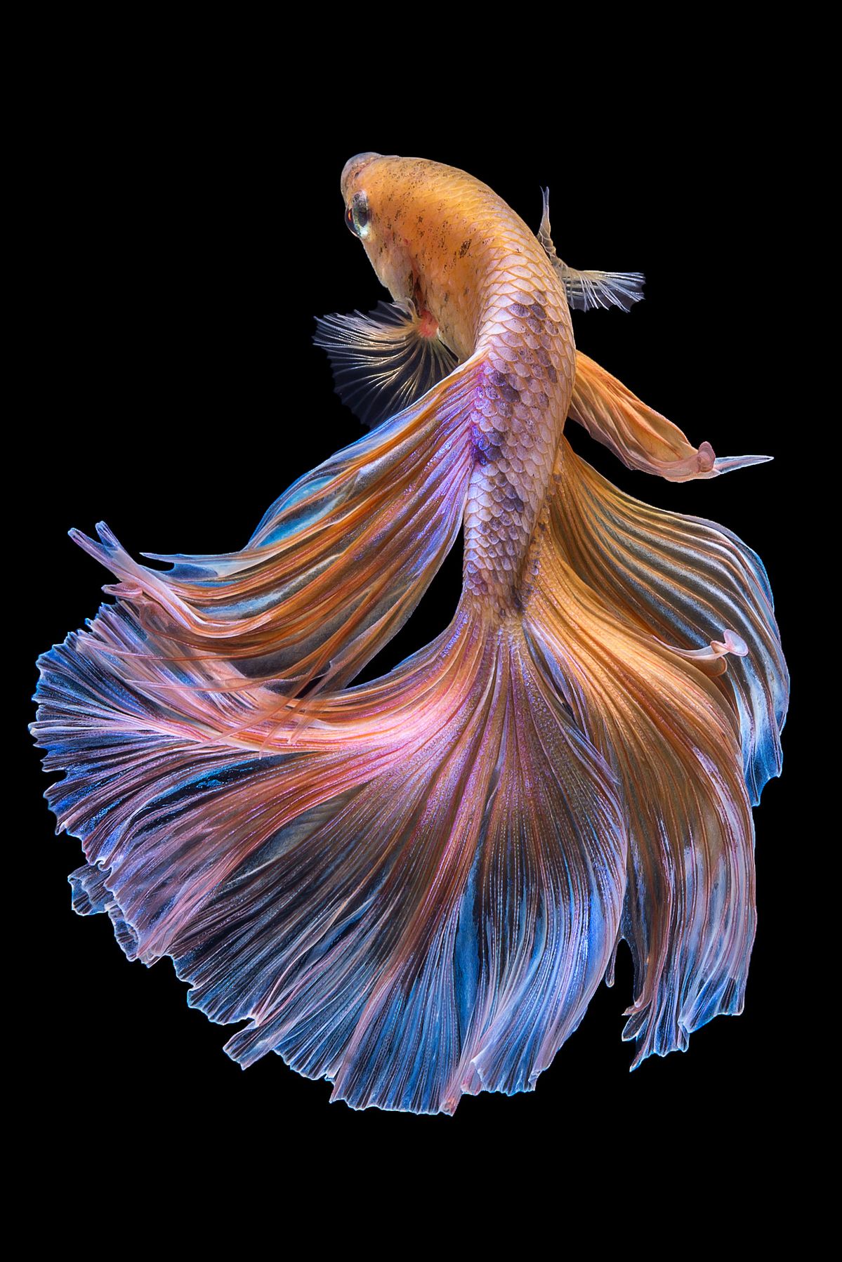Chi tiết 79 về hình cá đẹp hay nhất  cdgdbentreeduvn