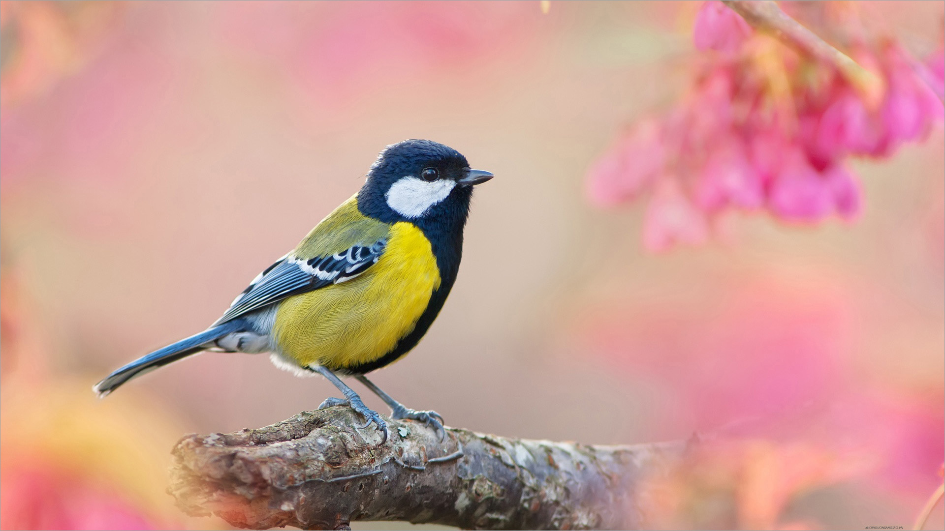 Top 18 Loài chim đẹp nhất thế giới  toplistvn