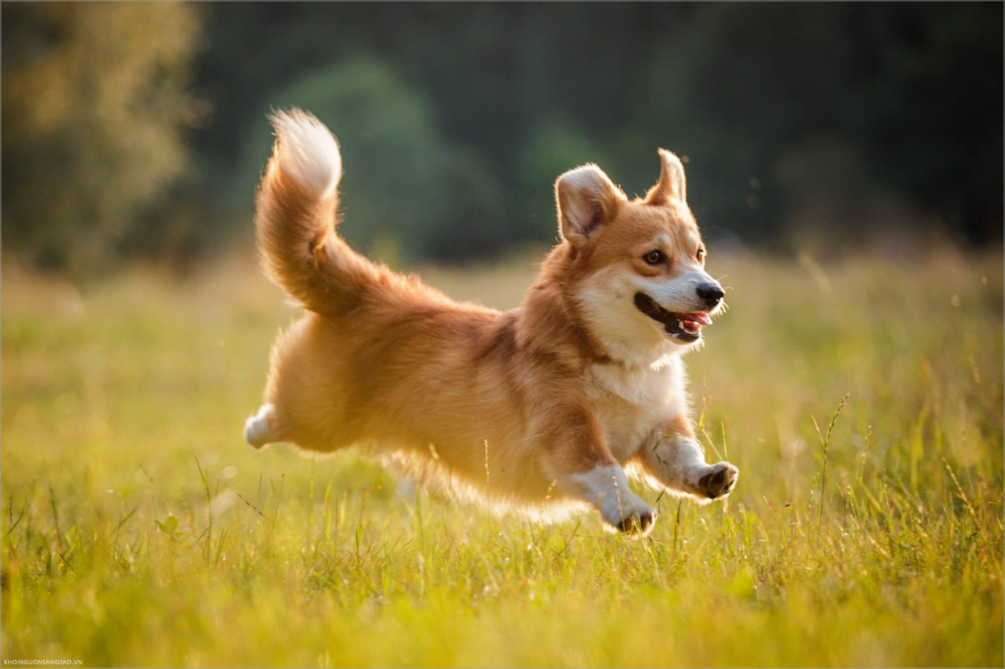 50 hình ảnh chó con dễ thương ảnh cún con đáng yêu nhất  Hà Nội Spirit Of  Place