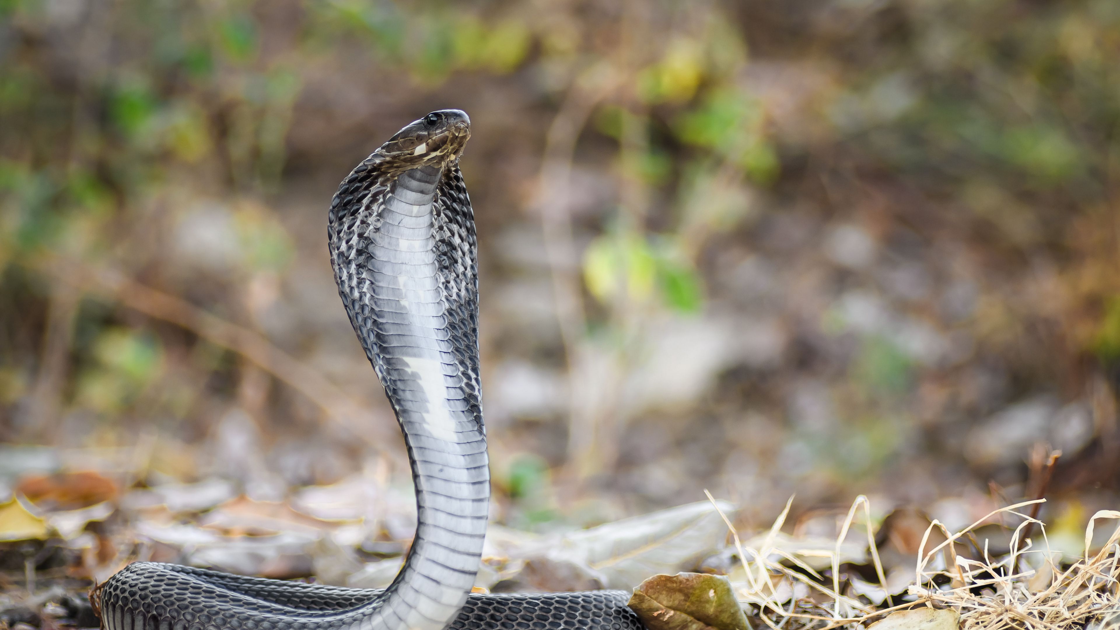 Tổng hợp hình con rắn cute đẹp nhất thế giới