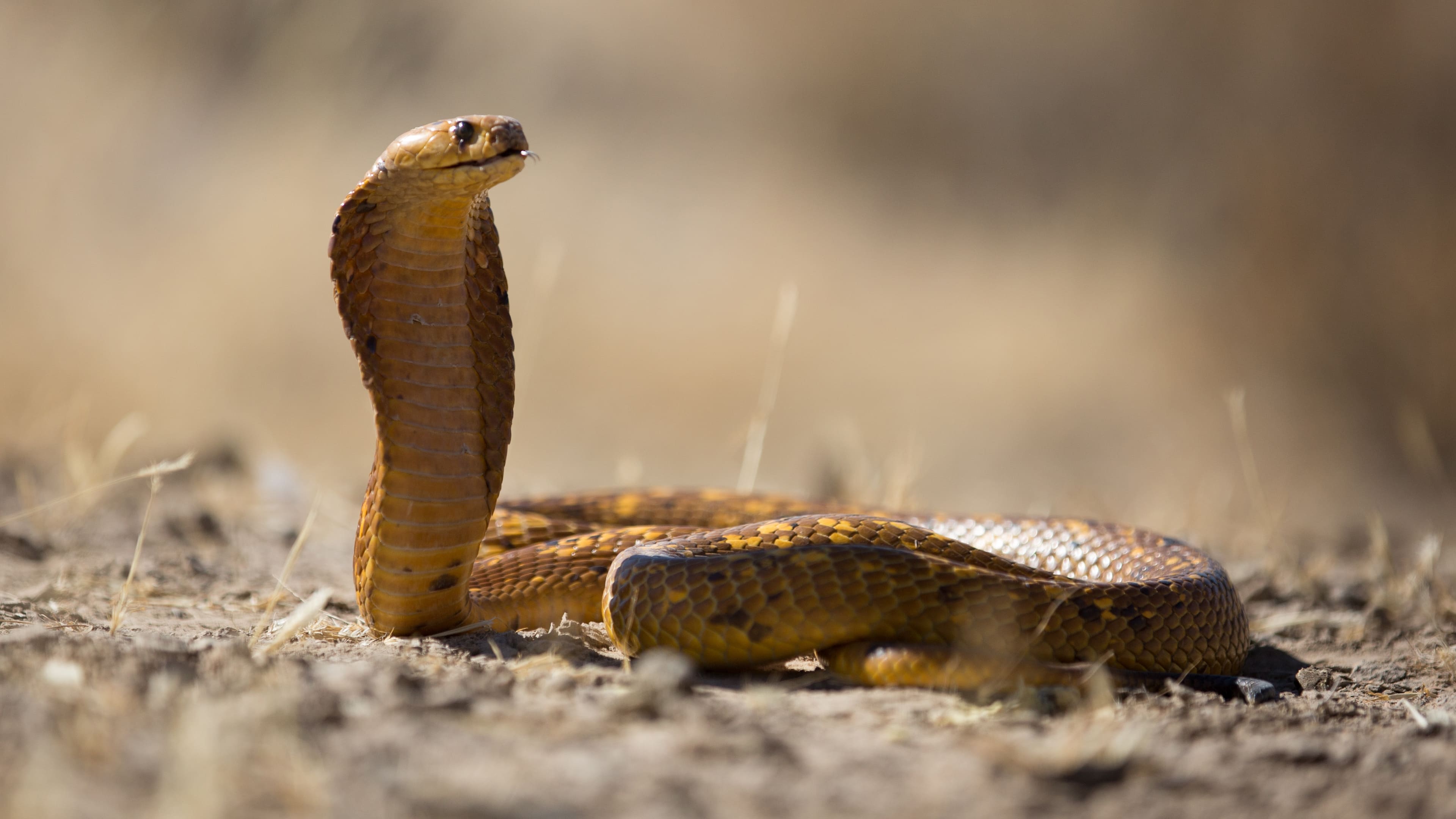 Bộ hình nền loài rắn đẹp độc lạ và ấn tượng nhất thế giới