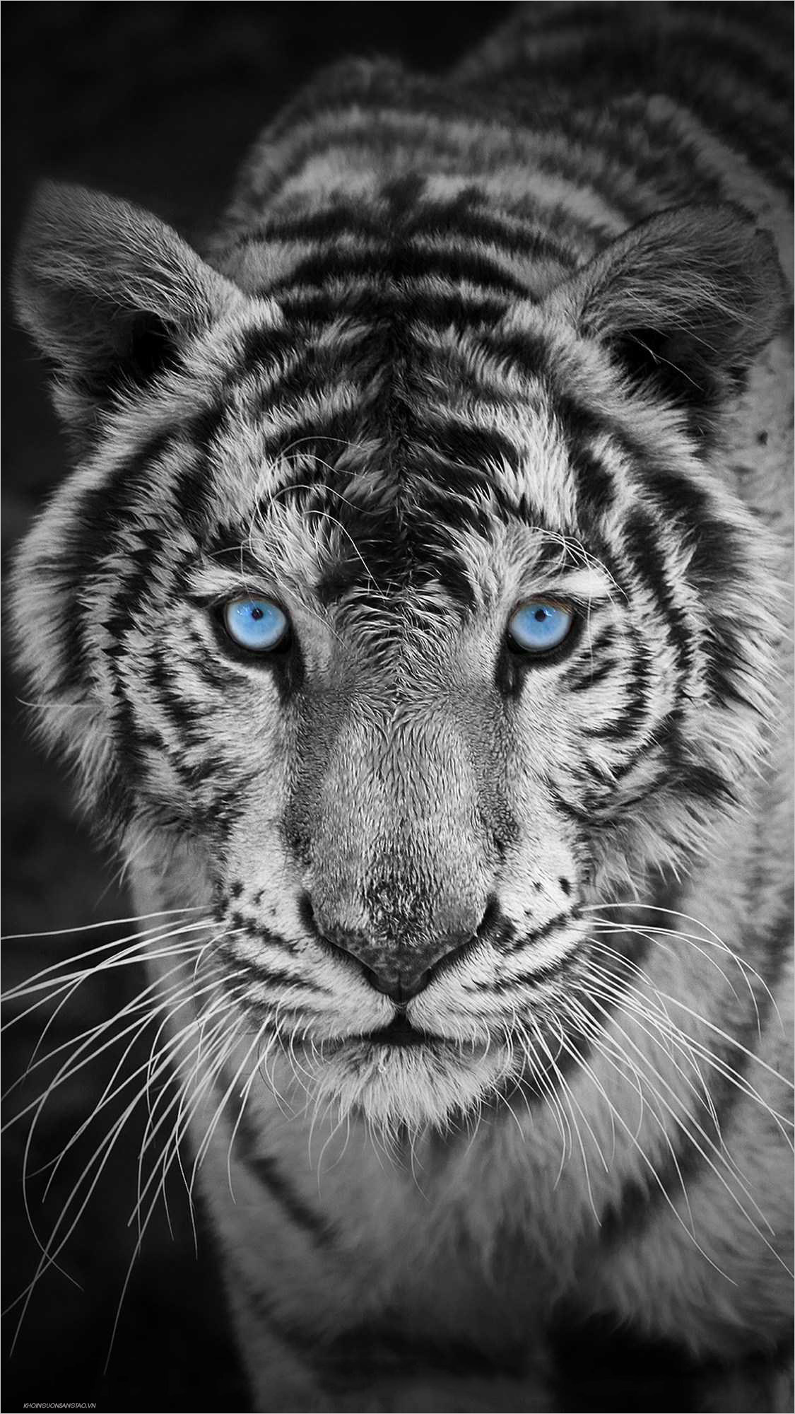 Hình ảnh đẹp 3D về hổ  Plakat Poster Kunstdruck