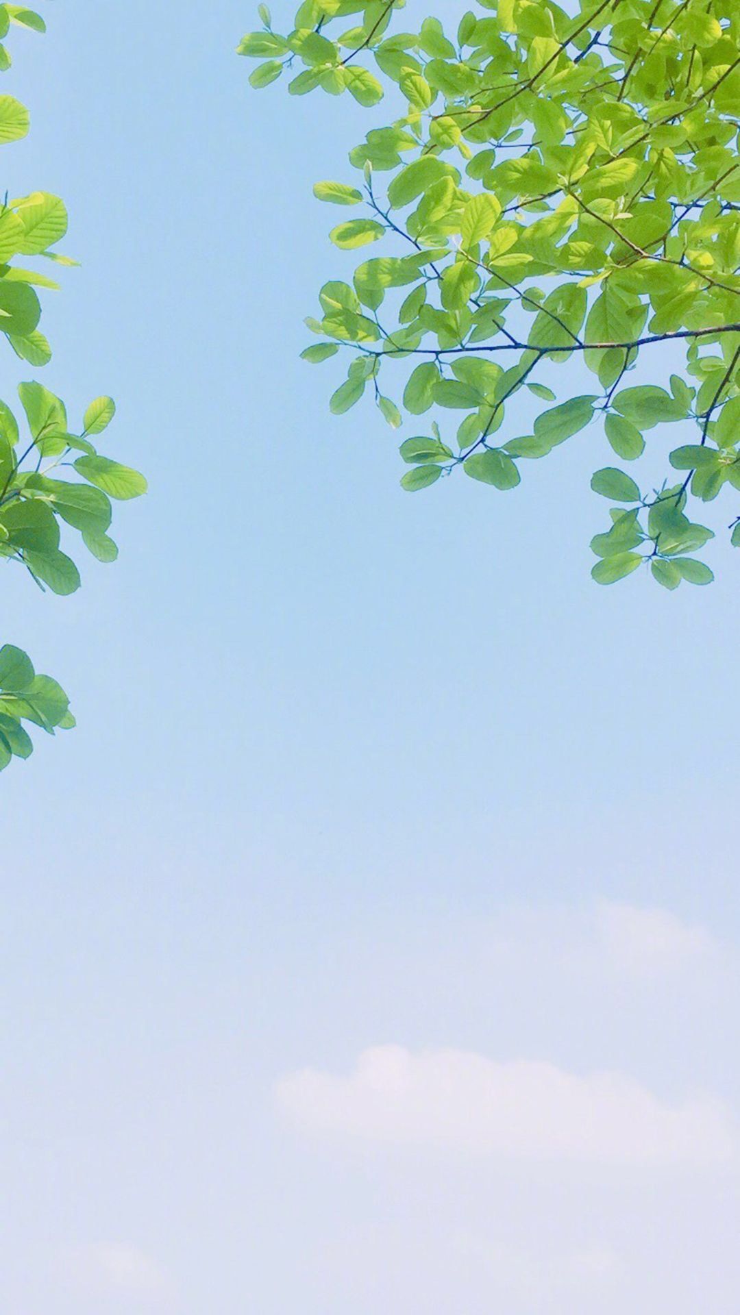 Hình Nền Lá Cây: Nếu bạn là một người yêu thiên nhiên và muốn tận hưởng không gian sống với cây xanh thì hình nền lá cây đẹp này chính là lựa chọn hoàn hảo. Hình ảnh giúp bạn thư giãn và tràn đầy sức sống.