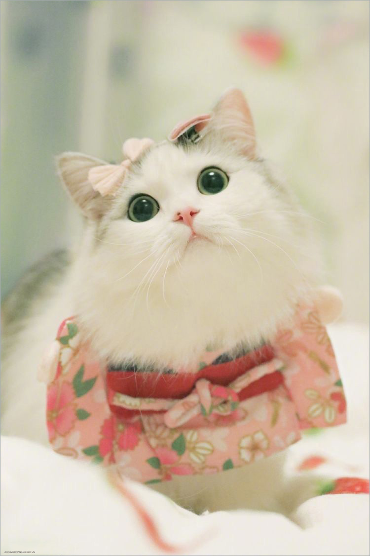 Top 101 ảnh mèo chibi đẹp nhất