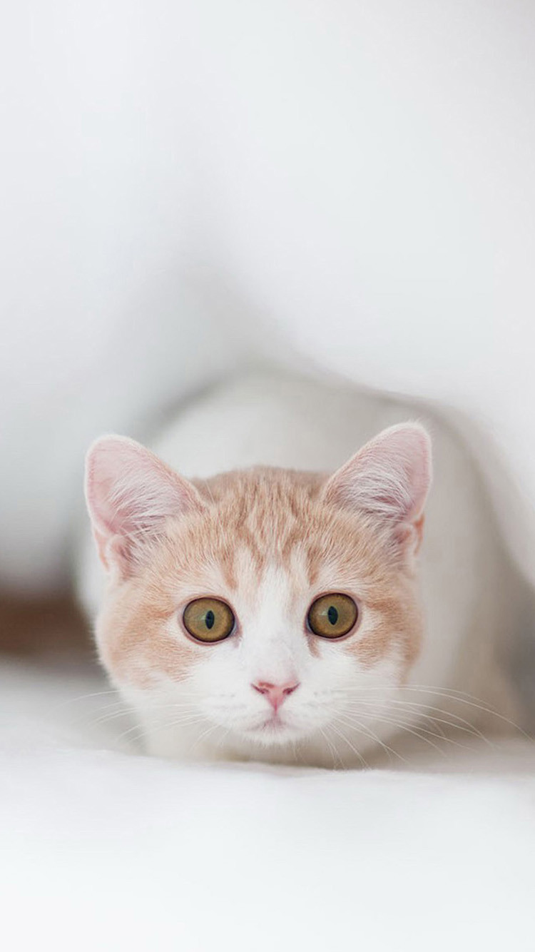 Cập nhật 65+ về meo xinh đẹp hình nền mèo cute hoặc nhất ...