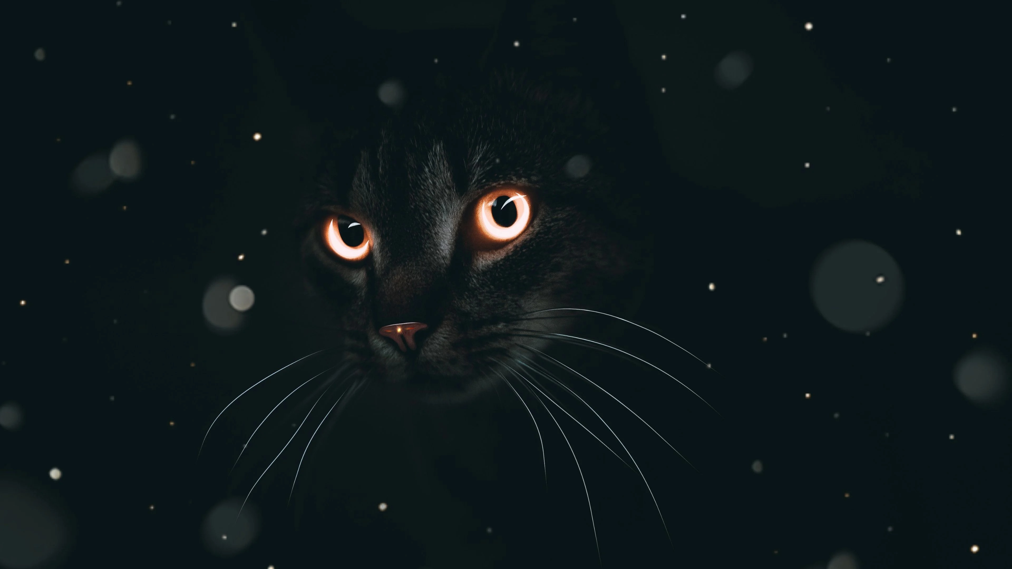 Mèo đen Ảnh nền  Tải xuống điện thoại di động của bạn từ PHONEKY
