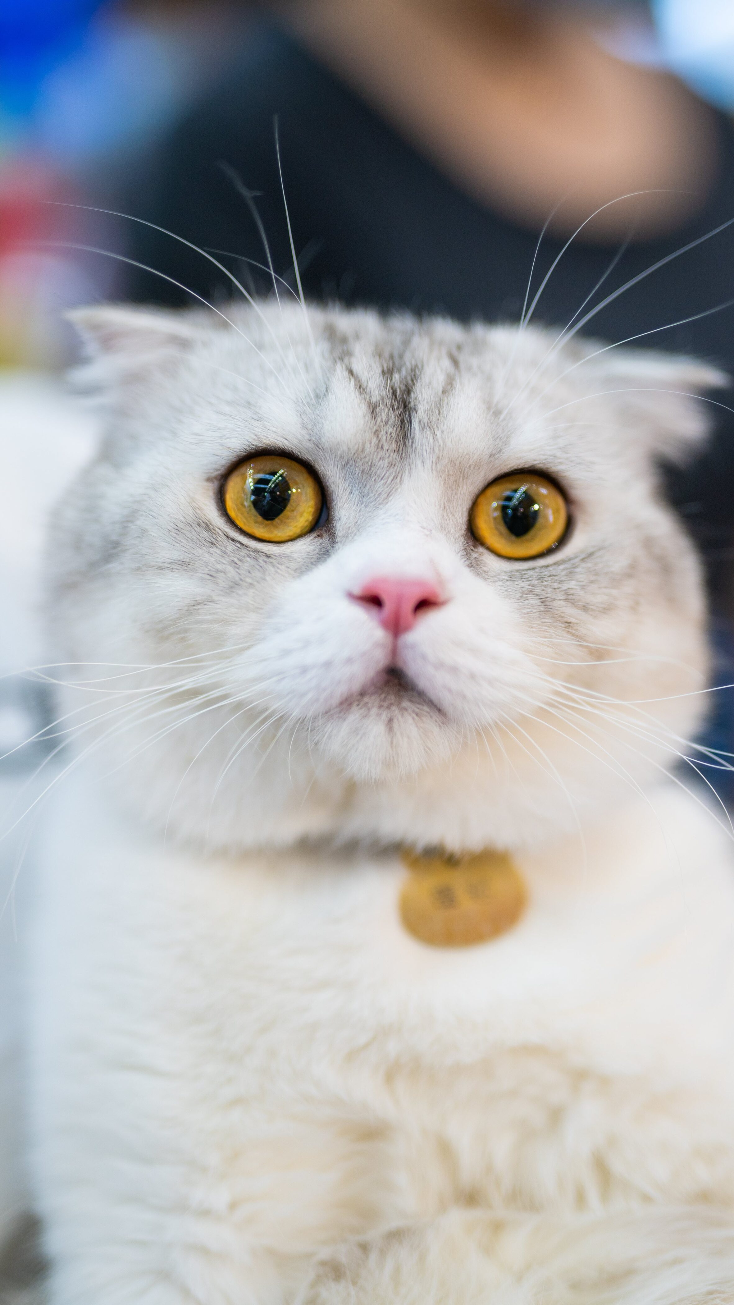 400000 ảnh đẹp nhất về Hình Nền Mèo Full Hd  Tải xuống miễn phí 100   Ảnh có sẵn của Pexels