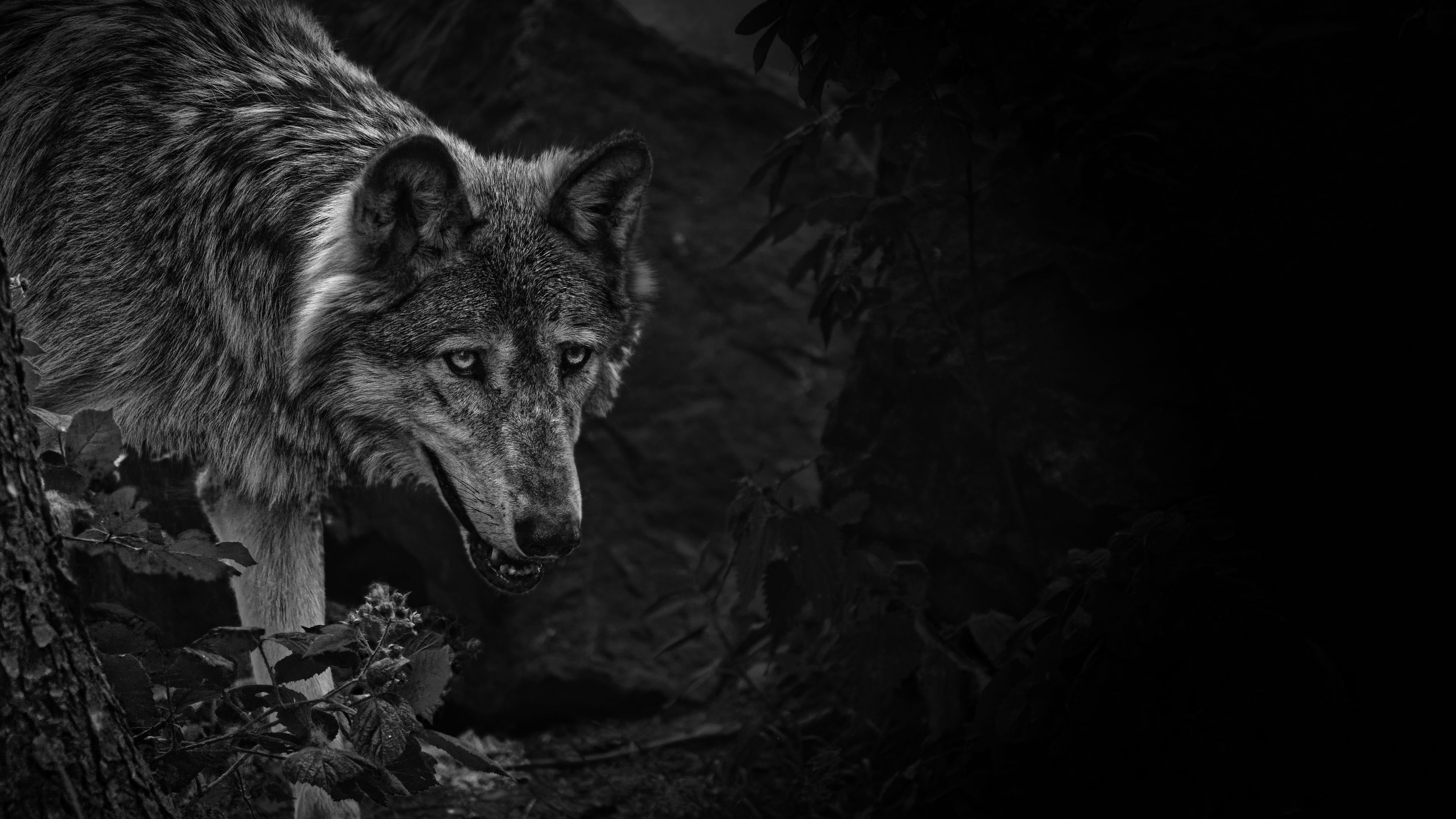 Hình nền sói lạnh lùng là sự kết hợp hoàn hảo giữa vẻ đẹp hoang dã và sự lạnh lùng. Hãy tận hưởng cảm giác của sự nghiêm túc và hấp dẫn mang lại bởi hình ảnh sói lạnh lùng này!