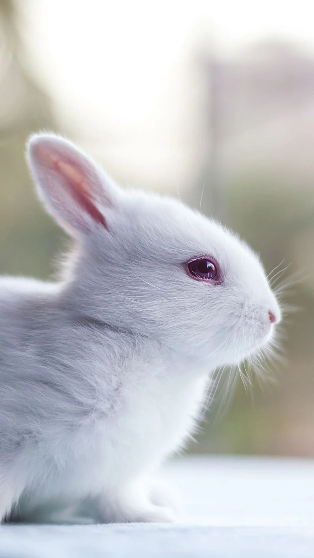 Hình nền  trắng con mèo phim Cuộc sống bí mật của vật nuôi Con thỏ Đồ  chơi nhồi bông Thỏ và thỏ 3840x2160  ThorRagnarok  32033  Hình nền đẹp  hd  WallHere