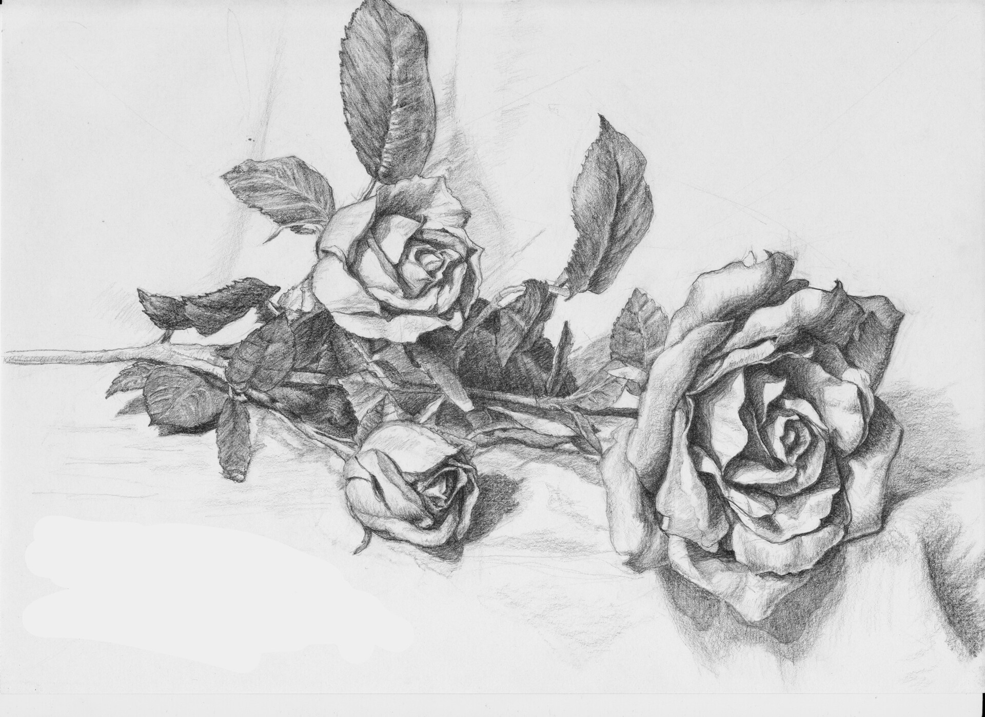 Những hình ảnh hoa hồng vẽ bằng bút chì cực đẹp