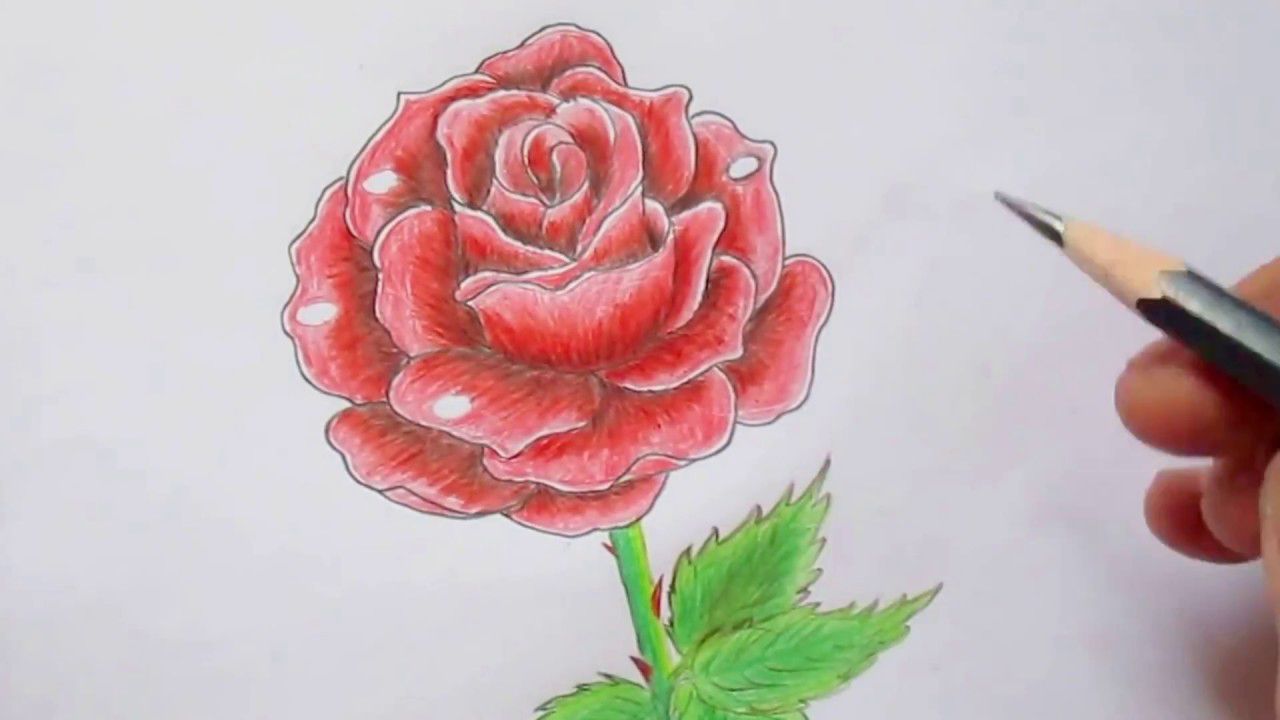 Cách Vẽ Hoa Hồng, Hình Vẽ Hoa Hồng Đơn Giản Đẹp Bất Ngờ
