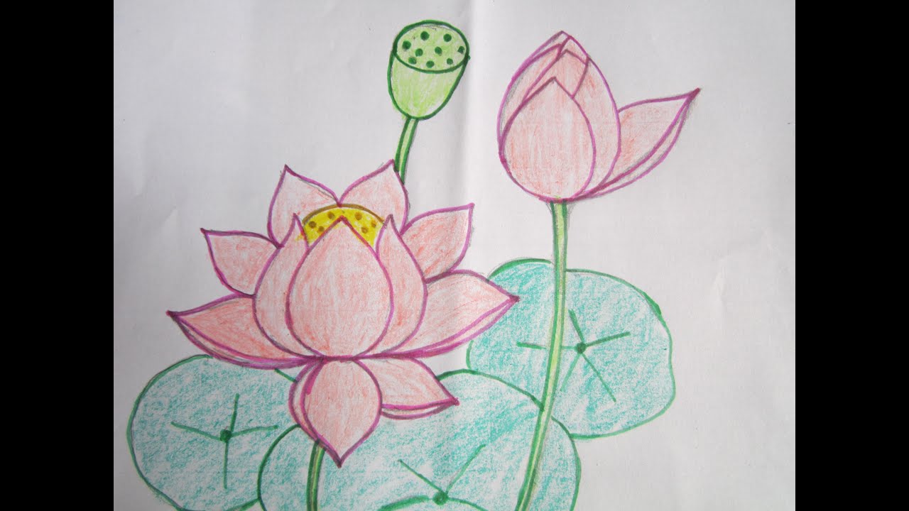 Hướng dẫn cách vẽ hoa sen đẹp đơn giản dễ hiểu nhất