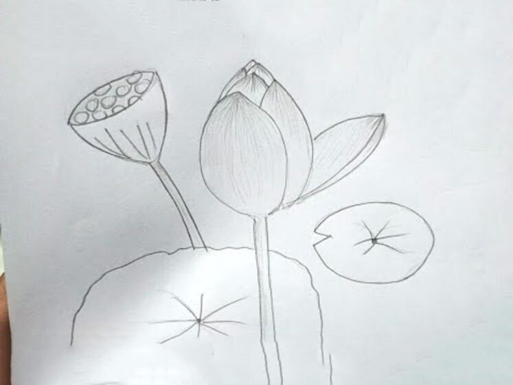 hình vẽ hoa sen đơn giản