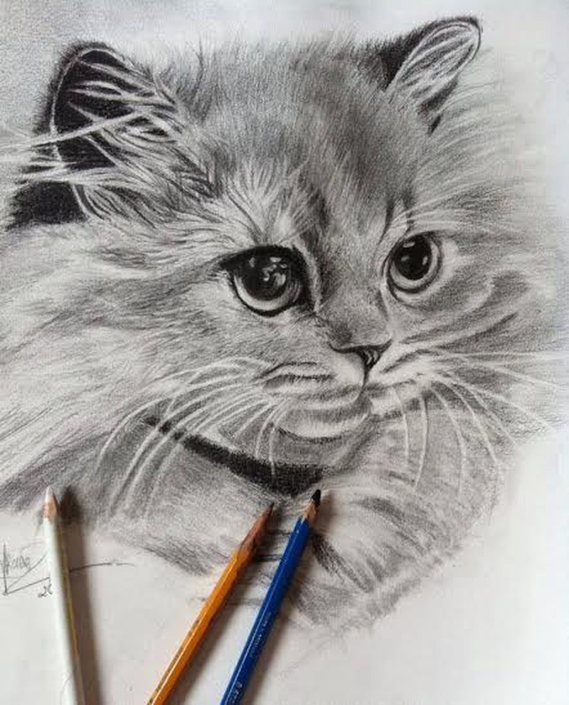 Cách vẽ hình vẽ con mèo bằng bút chì đơn giản nhất